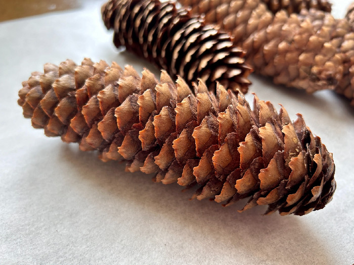 IMG_6384.jpeg?ph=78e23bd96a