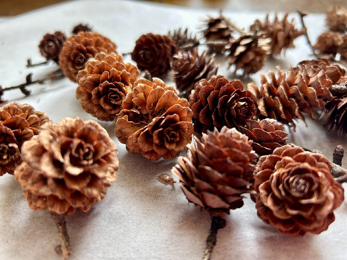 富良野の自然素材／カラマツの松ぼっくり :: ウレシパ+フラノ もっと